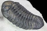 Barrandeops & Cyphaspis Trilobite Association - Foum Zguid #86902-3